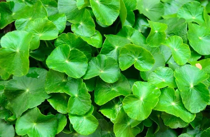 manfaat centella asiatica untuk wajah