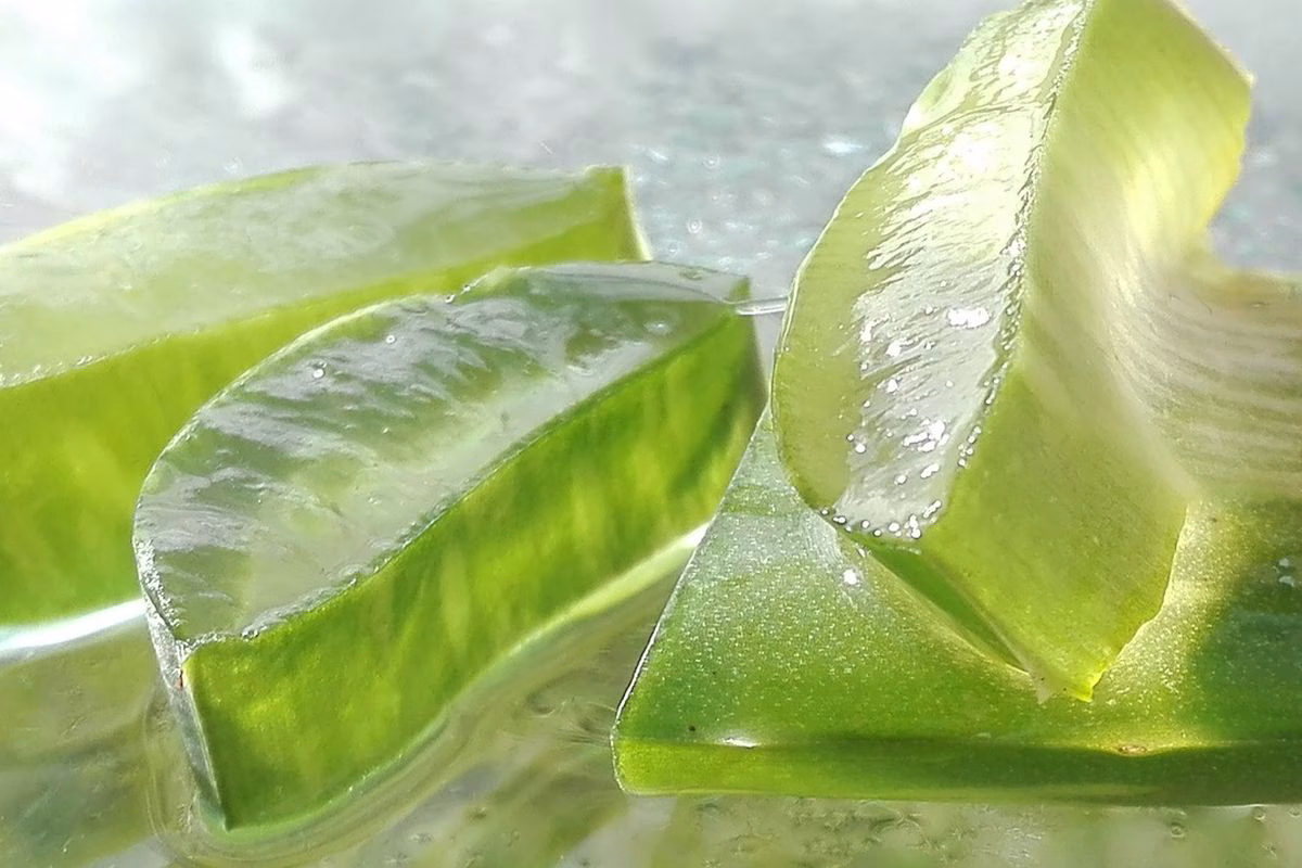 Manfaat Lidah Buaya untuk Kesehatan dan Kecantikan Alami