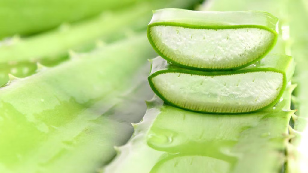 Manfaat Lidah Buaya untuk Kesehatan dan Kecantikan Alami