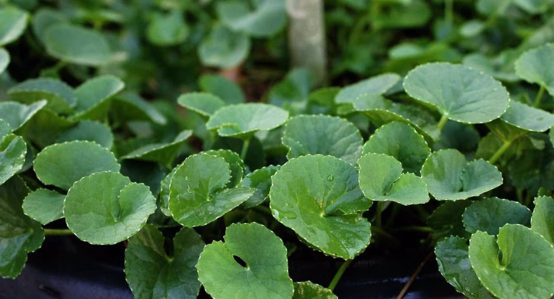 Centella Asiatica untuk Wajah: Kandungan Favorit untuk Kulit Lebih Sehat dan Glowing