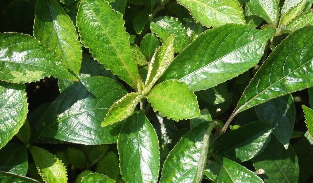 Manfaat Daun Keji Beling untuk Kesehatan yang Layak Diketahui