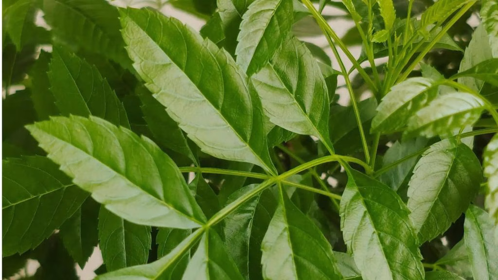 Manfaat Daun Mimba yang Bisa Mendukung Kesehatan Sehari-hari