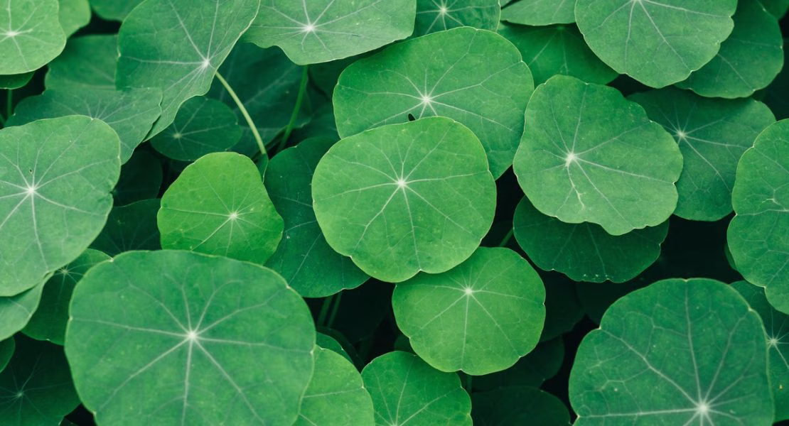 Centella Asiatica untuk Mengurangi Kemerahan dan Memperbaiki Skin Barrier
